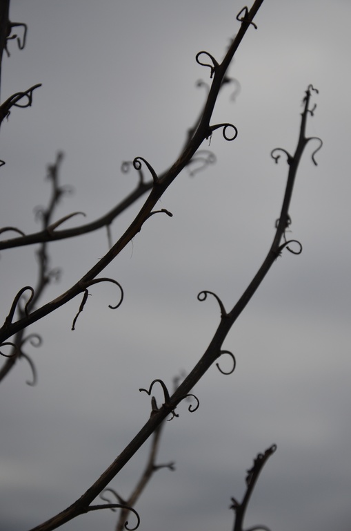 2016-12-10 Bordeaux/Cap Ferret/DSC_0149.JPG